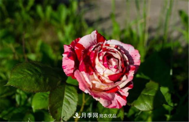 全球10大“名貴”月季花，養(yǎng)過其中5盆，就算“月季發(fā)燒友”(圖5)