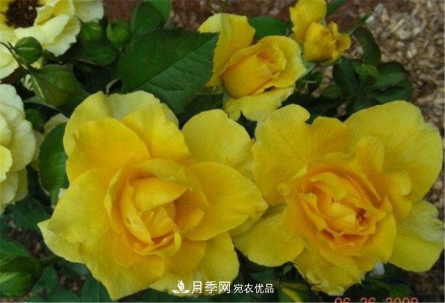 全球10大“名貴”月季花，養(yǎng)過其中5盆，就算“月季發(fā)燒友”(圖7)