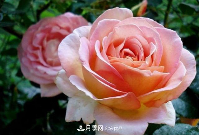 全球10大“名貴”月季花，養(yǎng)過其中5盆，就算“月季發(fā)燒友”(圖11)