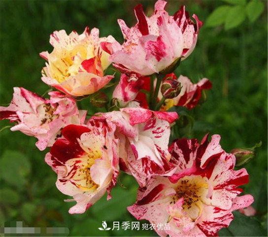 全球10大“名貴”月季花，養(yǎng)過其中5盆，就算“月季發(fā)燒友”(圖10)