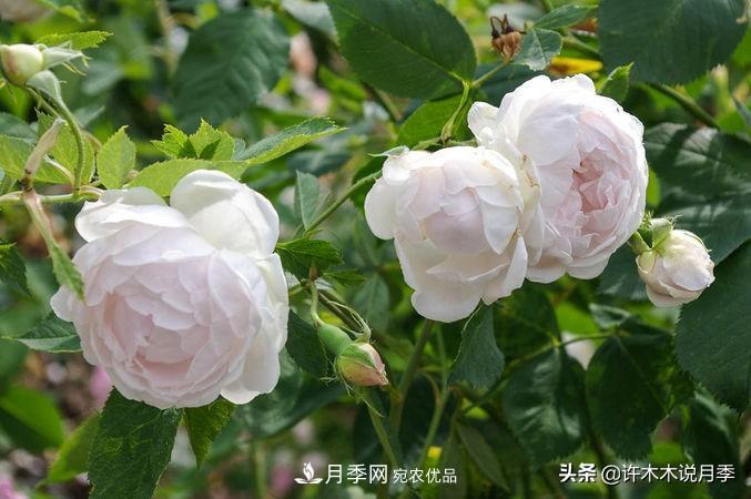 25個(gè)豐花濃香的波旁月季。擁有中國(guó)血統(tǒng)，不僅抗病還能做花墻(圖8)