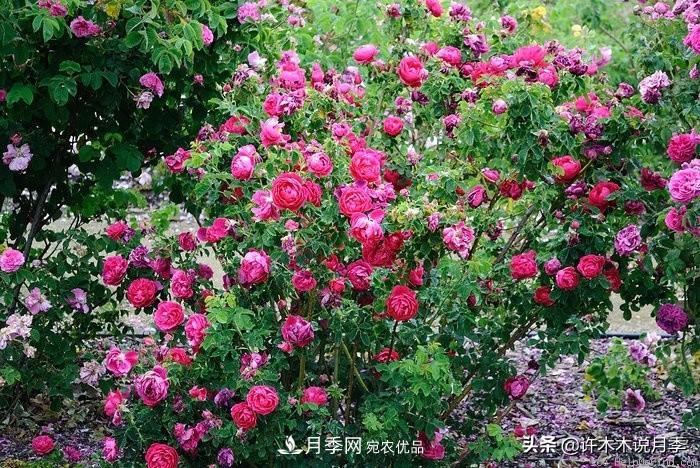 25個(gè)豐花濃香的波旁月季。擁有中國(guó)血統(tǒng)，不僅抗病還能做花墻(圖7)