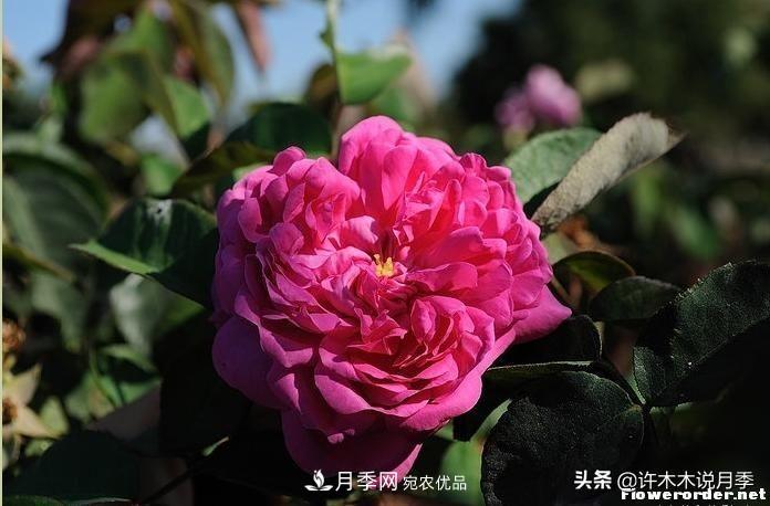 25個(gè)豐花濃香的波旁月季。擁有中國(guó)血統(tǒng)，不僅抗病還能做花墻(圖18)