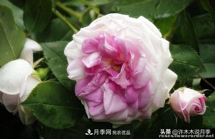 25個(gè)豐花濃香的波旁月季。擁有中國(guó)血統(tǒng)，不僅抗病還能做花墻(圖25)