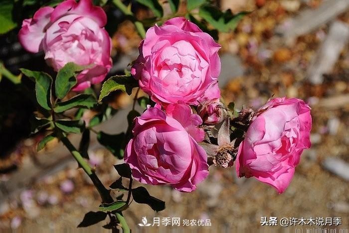 25個(gè)豐花濃香的波旁月季。擁有中國(guó)血統(tǒng)，不僅抗病還能做花墻(圖36)