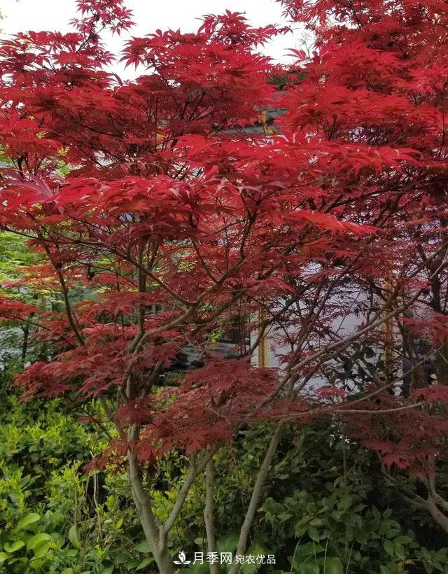 什么紅楓一年四季都紅？(圖1)