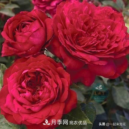 10款紅色系月季推薦，款款驚艷(圖1)