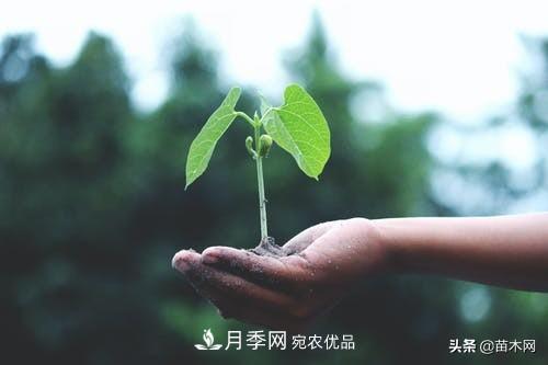 南陽苗木人做好準(zhǔn)備，苗木旺季的腳步正在到來(圖4)