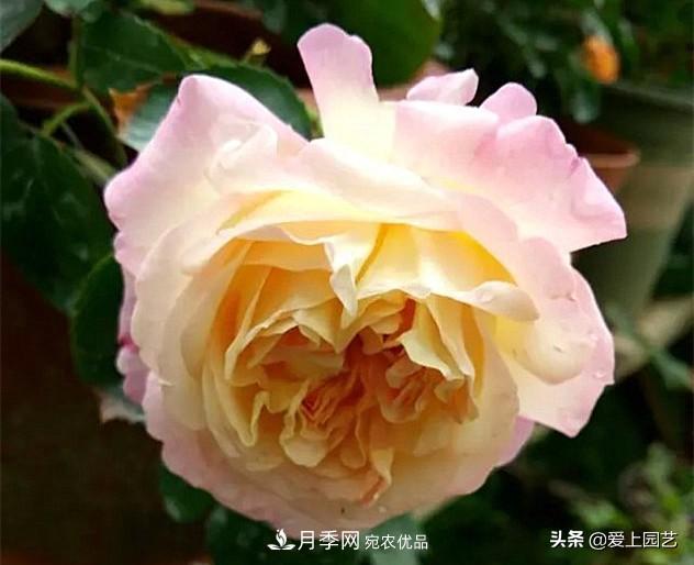 一成不變的月季不是我的菜，“百變女郎”才夠精彩(圖2)