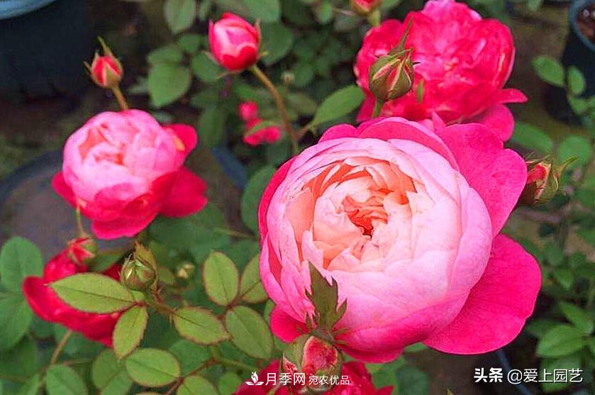 一成不變的月季不是我的菜，“百變女郎”才夠精彩(圖5)