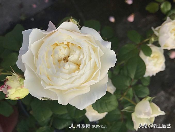 一成不變的月季不是我的菜，“百變女郎”才夠精彩(圖8)