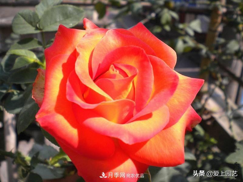 一成不變的月季不是我的菜，“百變女郎”才夠精彩(圖11)