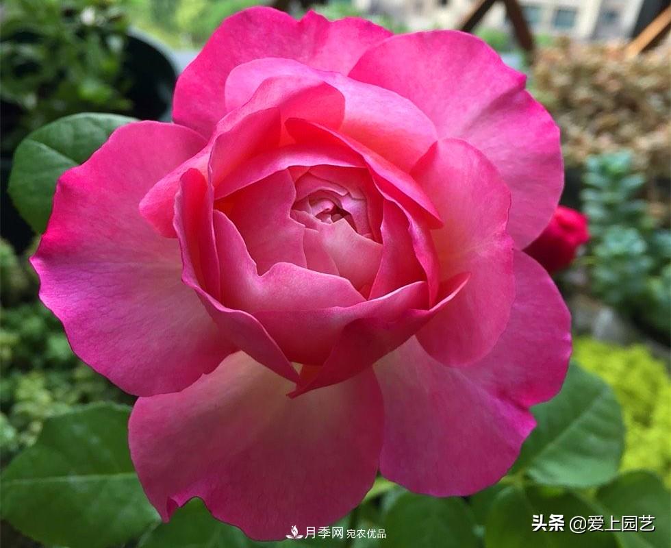 一成不變的月季不是我的菜，“百變女郎”才夠精彩(圖9)