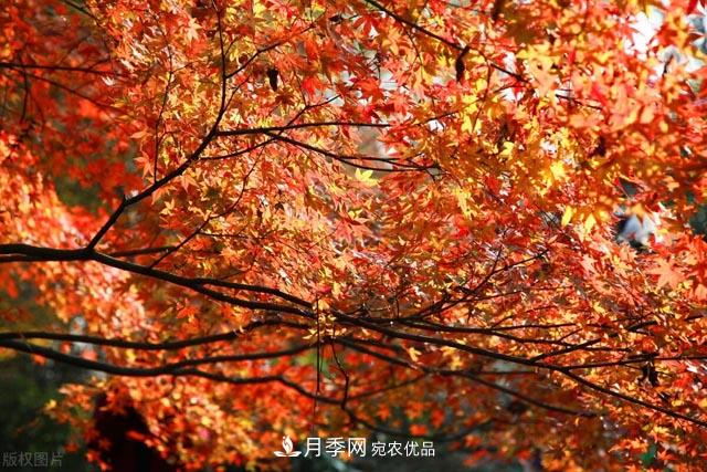 秋葉如花，觀賞紅葉的苗木，除了紅楓，你認(rèn)識哪幾種？(圖1)