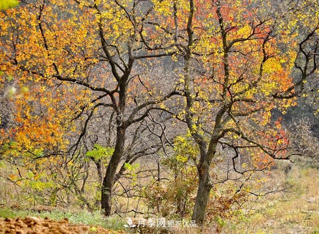 秋葉如花，觀賞紅葉的苗木，除了紅楓，你認(rèn)識哪幾種？(圖5)