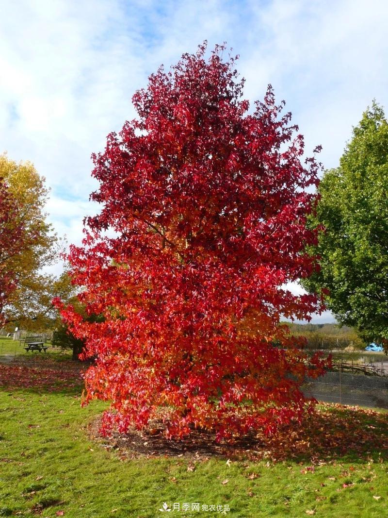 秋葉如花，觀賞紅葉的苗木，除了紅楓，你認(rèn)識哪幾種？(圖10)