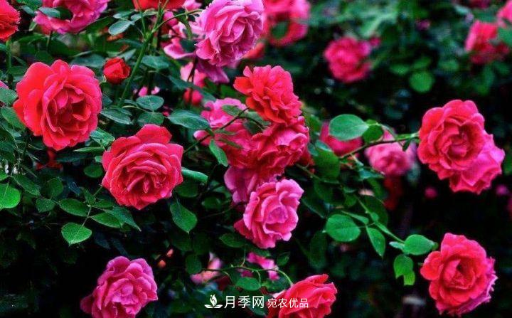 一年開兩次花，月季花需要這樣養(yǎng)護管理(圖2)