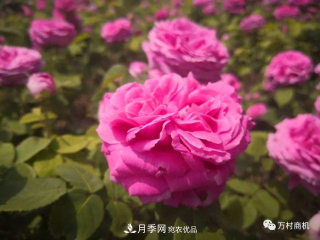 月季花好養(yǎng)活，但要花大花艷您得懂這些知識(圖1)