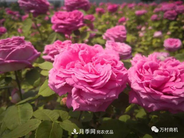 月季花好養(yǎng)活，但要花大花艷您得懂這些知識(圖3)