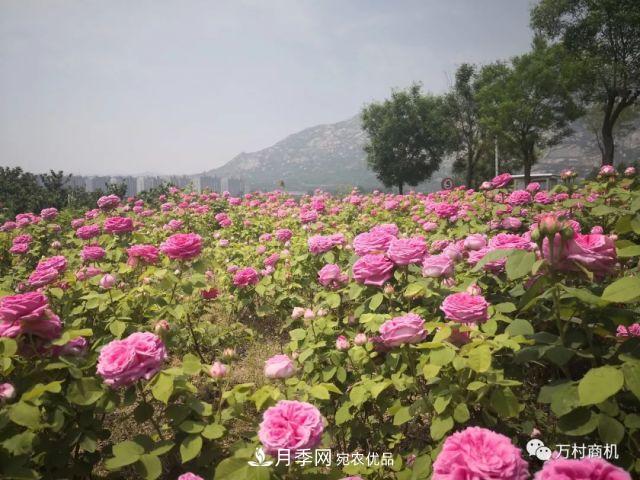 月季花好養(yǎng)活，但要花大花艷您得懂這些知識(圖2)