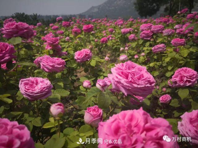 月季花好養(yǎng)活，但要花大花艷您得懂這些知識(圖4)