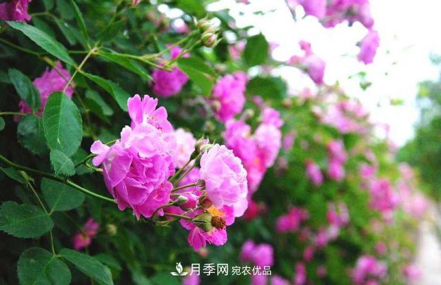 月季花的來歷和優(yōu)美詩(shī)詞賞析(圖3)