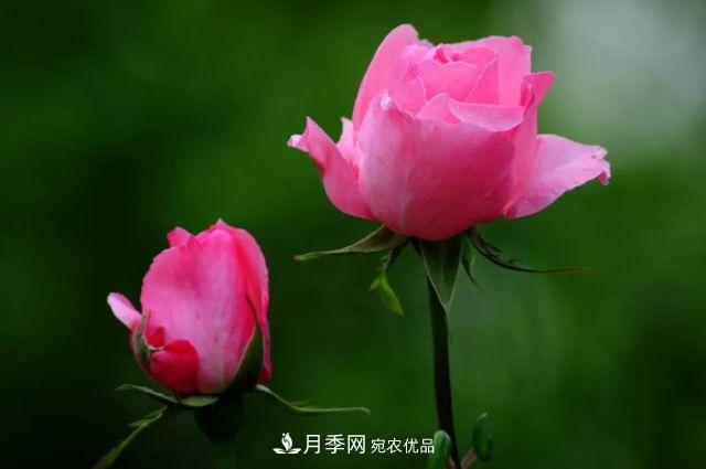 月季花的來歷和優(yōu)美詩(shī)詞賞析(圖7)