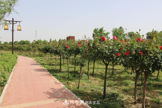 陜西咸陽兩寺渡公園百畝“月季樹”絢爛綻放惹人愛！(圖1)