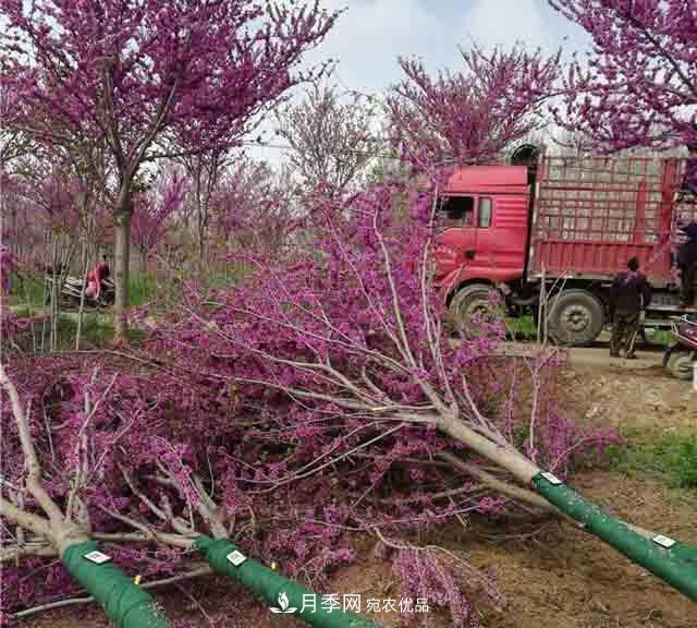 河南鄢陵：花木銷售好于預(yù)期(圖2)