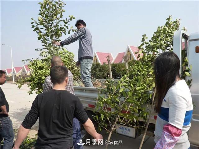 河南鄢陵：花木銷售好于預(yù)期(圖1)