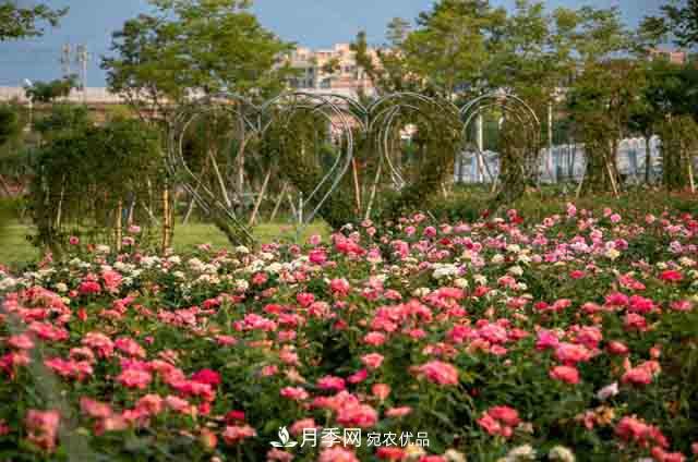 臥龍區(qū)牽線搭橋 南陽月季走進廣東肇慶(圖1)