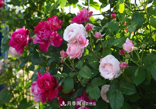 溫度對(duì)月季花期有哪些影響？漳州適合種植嗎(圖1)