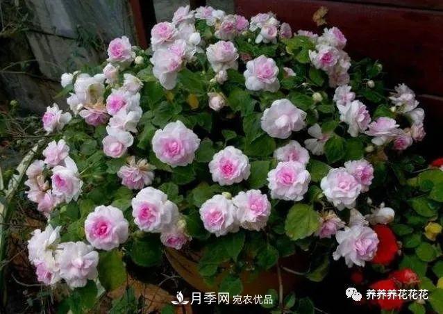 陽臺種盆它，比月季開花勤，小巧精致好養(yǎng)活，開花重瓣似牡丹(圖2)