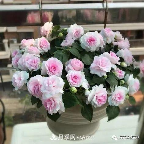 陽臺種盆它，比月季開花勤，小巧精致好養(yǎng)活，開花重瓣似牡丹(圖4)