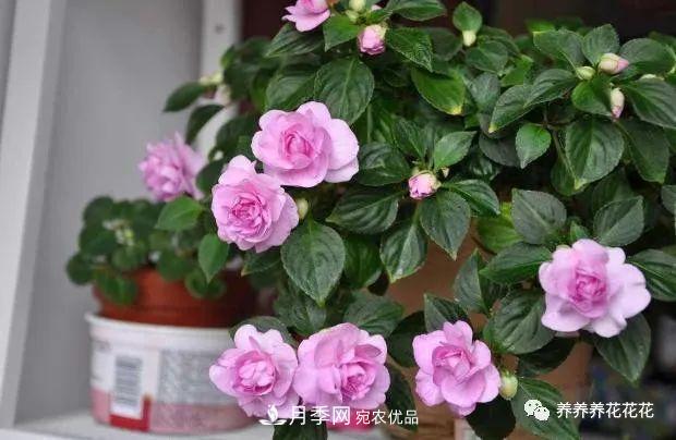 陽臺種盆它，比月季開花勤，小巧精致好養(yǎng)活，開花重瓣似牡丹(圖3)