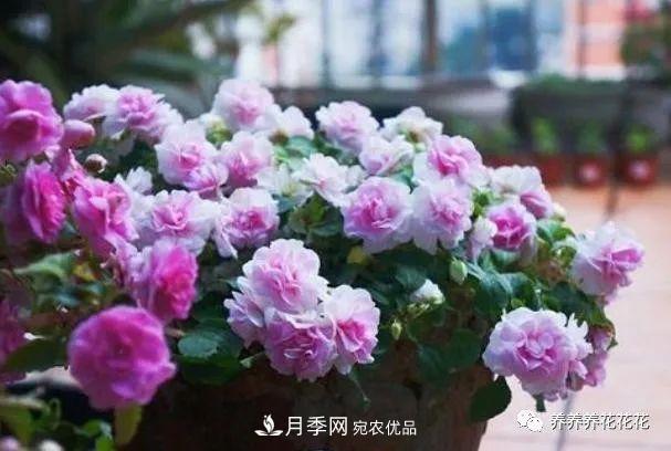 陽臺種盆它，比月季開花勤，小巧精致好養(yǎng)活，開花重瓣似牡丹(圖5)