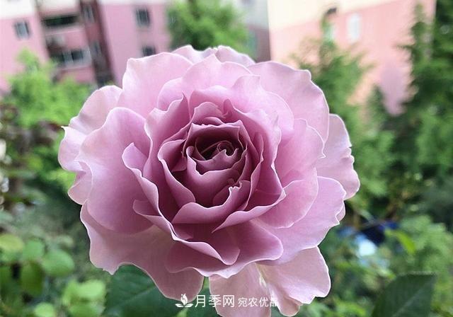 ***美的波浪邊月季，又香又勤花，種植無難度，非常適合新手(圖1)