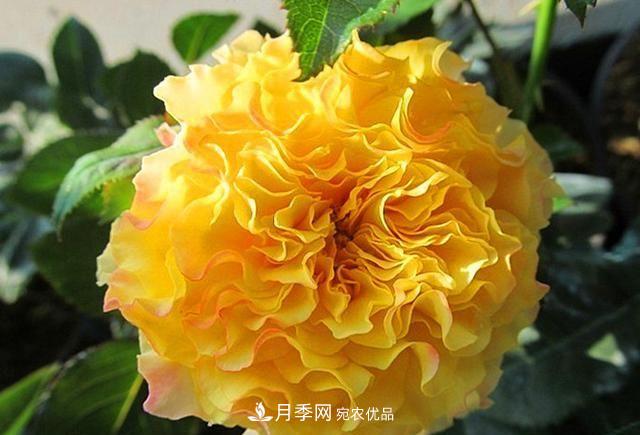 ***美的波浪邊月季，又香又勤花，種植無難度，非常適合新手(圖8)