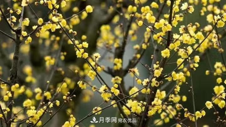 蠟梅花的養(yǎng)護(hù)方法(圖2)