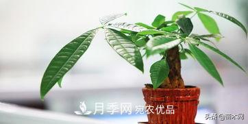 家里選擇這幾種花木，與什么風(fēng)格都搭配(圖3)