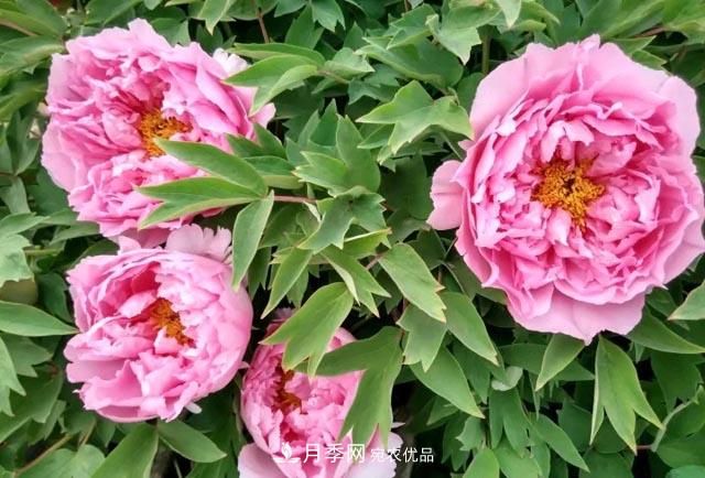 洛陽(yáng)牡丹花種植中的一點(diǎn)小建議，有幫助必看(圖1)