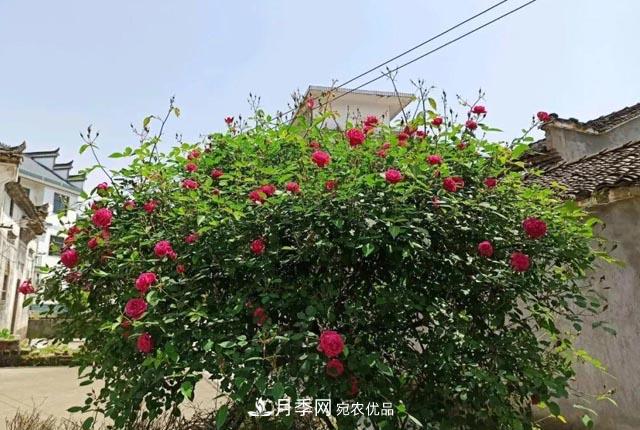 太奶奶養(yǎng)的月季，110歲高齡啦！(圖1)