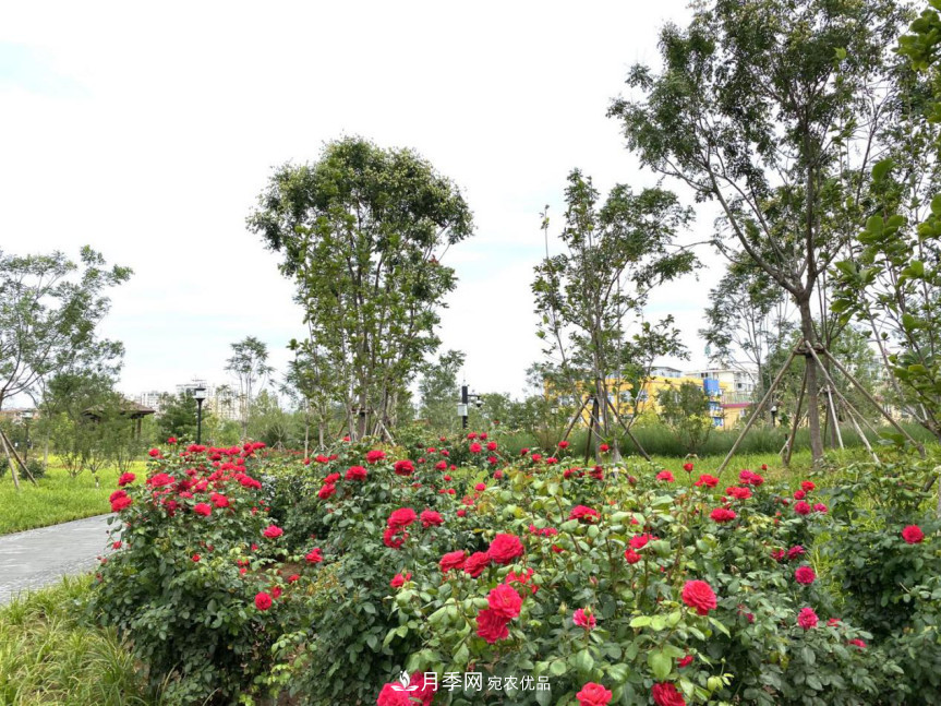 免費，景美，有兒童活動區(qū)！北京密云月季公園，你去了嗎！(圖6)