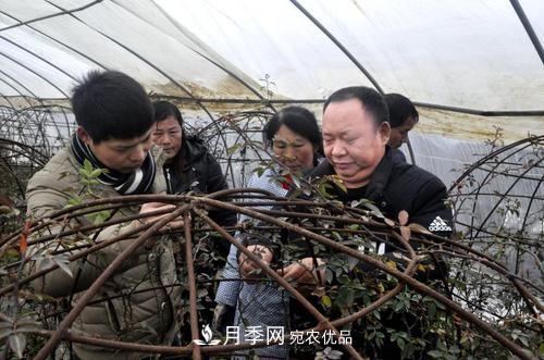 走近南陽月季大師李付昌——月季花海弄潮兒(圖3)