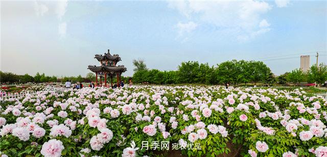 風流菏澤牡丹：可知國色無兼美，剛數(shù)曹州又亳州(圖2)