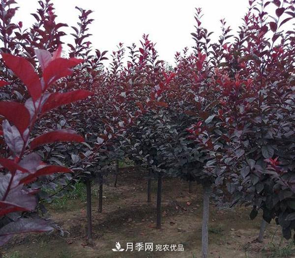 紅葉李苗木種植時間及管理(圖2)