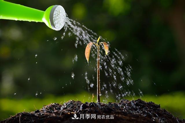 秋季園林苗木栽植的要點(diǎn)：一核心二原則三不準(zhǔn)(圖2)