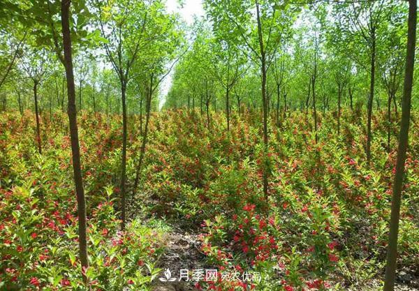 為什么嚴禁耕地種植花卉苗木草皮？(圖1)