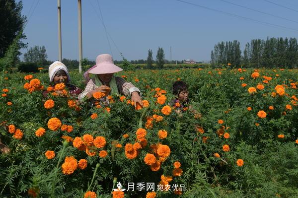 平頂山汝州溫泉鎮(zhèn)：千畝萬壽菊開出致富花(圖1)