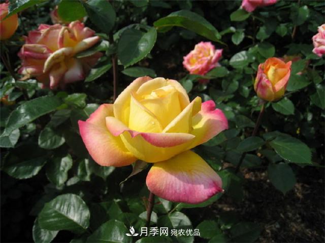 月季花友常見的6個&quot;毛病&quot;，你有幾個？(圖1)